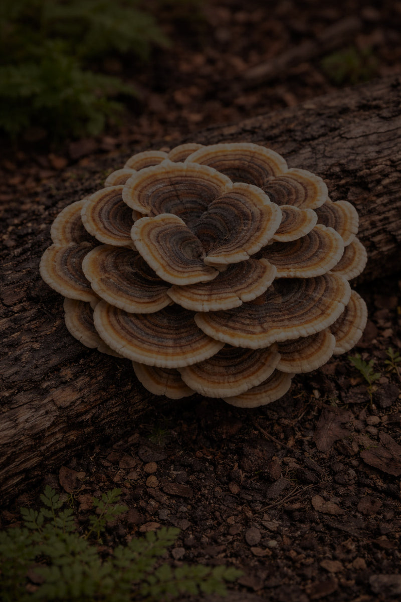 turkey tail with dark cover