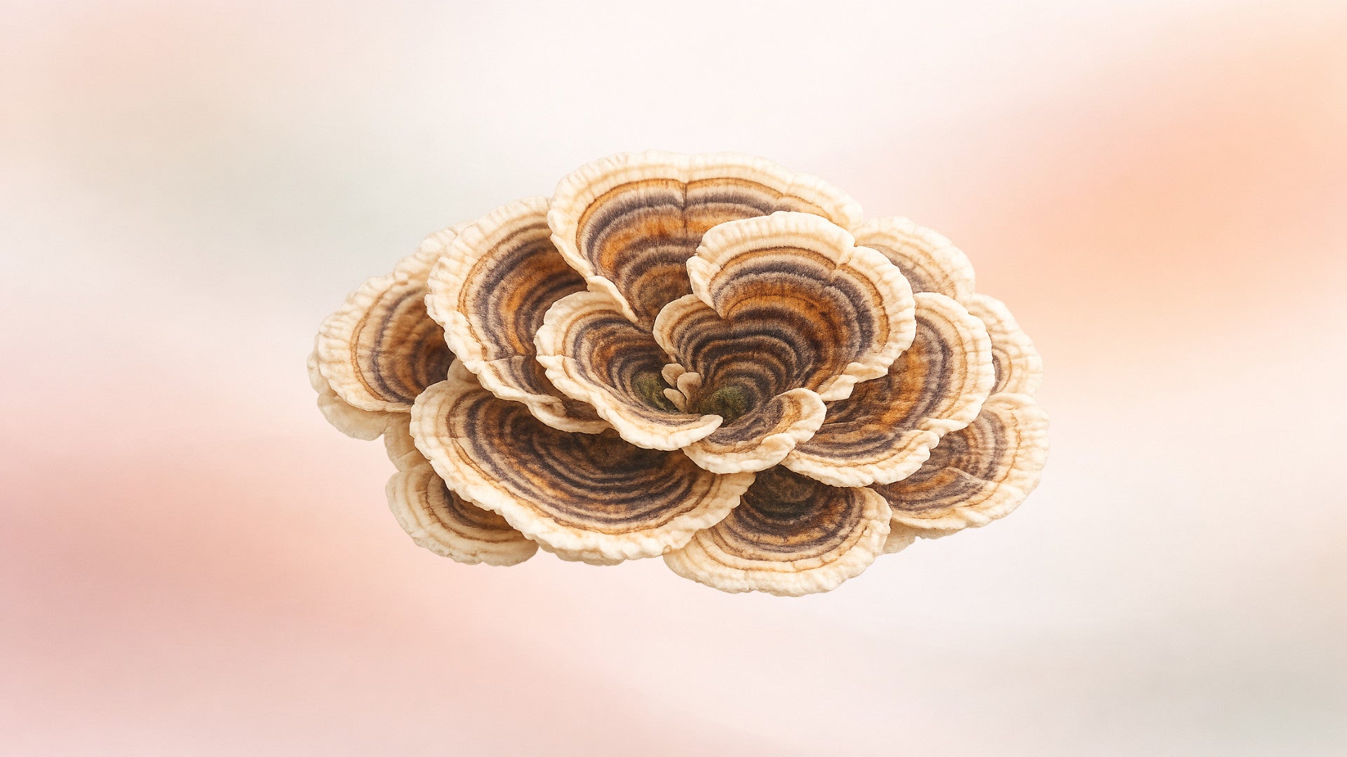 Turkey tail against colorful pastel gradient