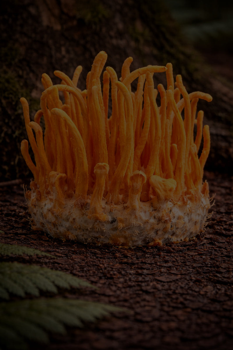 cordyceps with dark overlay