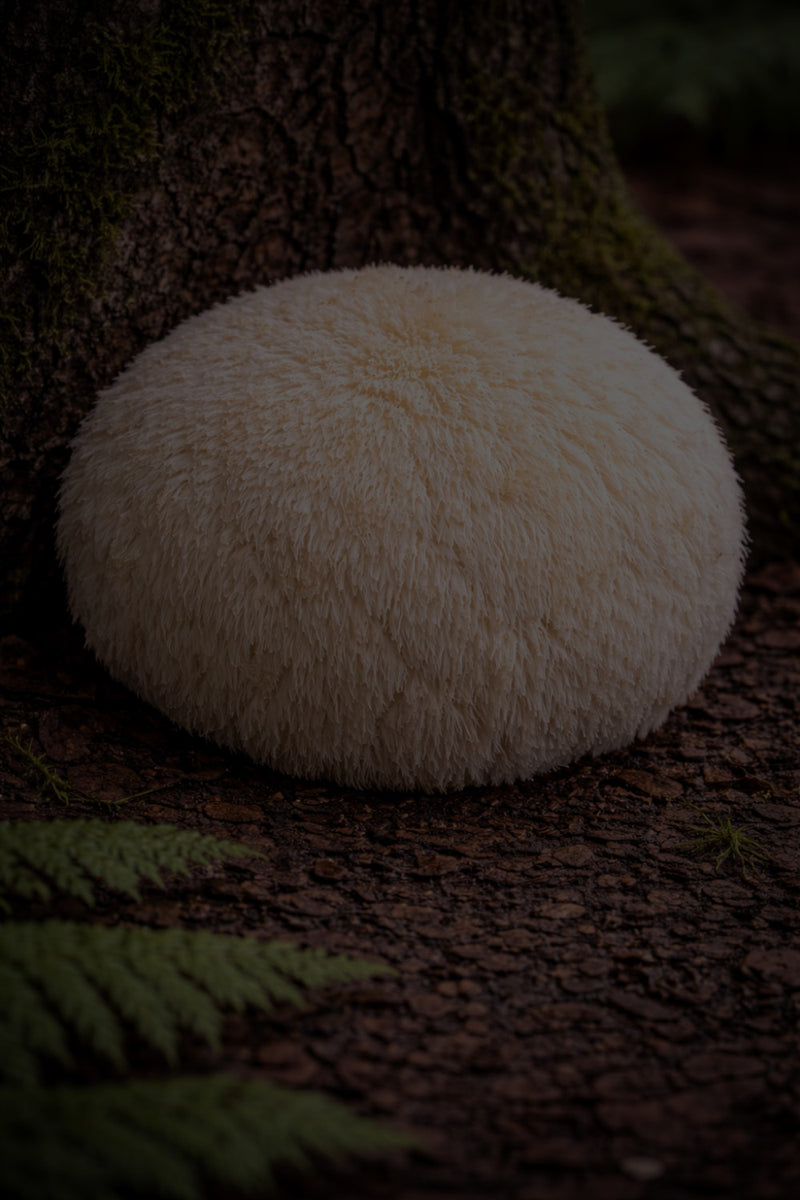 lions mane with dark overlay